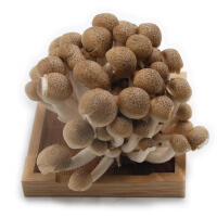 新鲜蘑菇涮菜