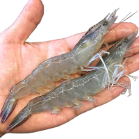 特产海鲜白虾