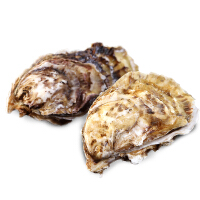 新鲜野生牡蛎