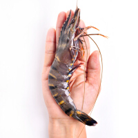 泰国海鲜老虎虾