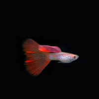 红蕾丝孔雀鱼