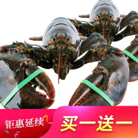 野生野生龙虾
