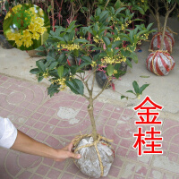 香榭里（XIANGXIELI）花卉绿植