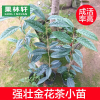 果林轩花卉绿植