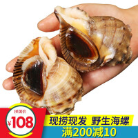 青岛野生海螺