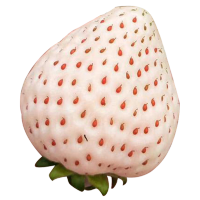 莘县馆白草莓