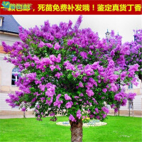 紫丁香树苗