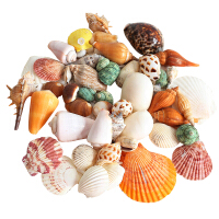 海螺贝壳装饰