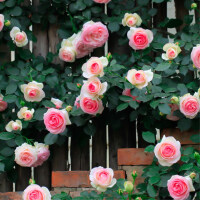 盆栽粉玫瑰