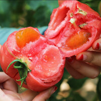 高产番茄种子