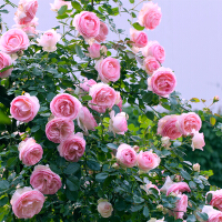 盆栽玫瑰花