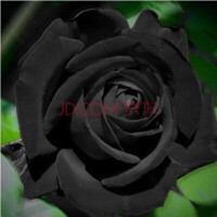 黑玫瑰花