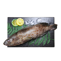 新鲜野生石斑鱼条