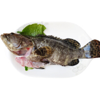 海南石斑鱼