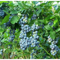 蓝莓树长样子