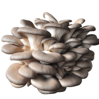 蘑菇菌种包