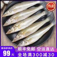 青岛沙丁鱼