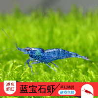 琉璃虾