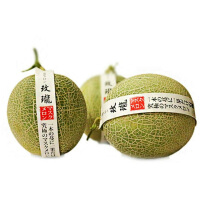 日本品种雪花网纹瓜