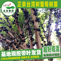 台湾树葡萄