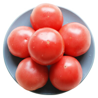 新鲜静冈西红柿