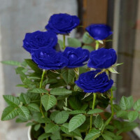 蓝玫瑰盆栽