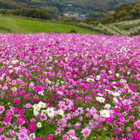 花先知