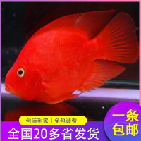 红财神鱼