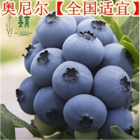 蓝莓盆栽树苗