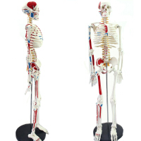 人体肌肉骨骼模型