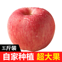 菏泽苹果批发市场