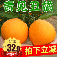 新奇士小柑橘