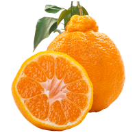 四川丑八怪丑橘子