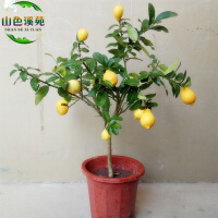 盆栽柠檬树