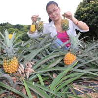 泰国非小菠萝