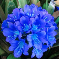 泸州老窖蓝花