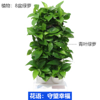 植物景墙