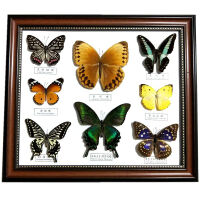 蝴蝶标本相框