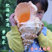 大海螺贝壳