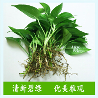 绿萝什么植物