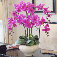 紫瓷花瓶