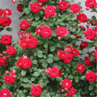 葡萄花草