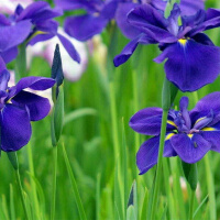 紫罗兰花种子