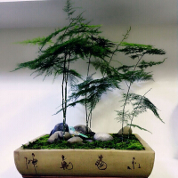 竹类植物