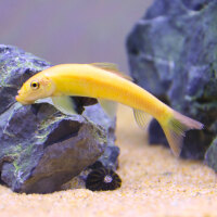 黄金鼠鱼