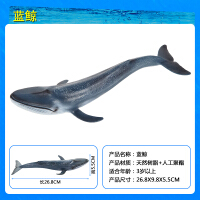 蓝鲨鱼