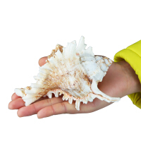贝壳海螺珊瑚