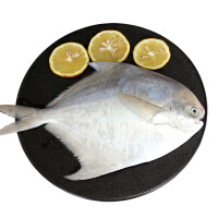 青岛银鲳鱼