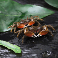 淡水蟹和海水蟹产地