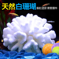白珊瑚天然